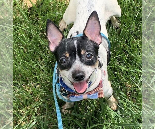 Medium Photo #3 Rat-Cha Puppy For Sale in Mundelein, IL, USA