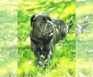 Mother of the Cane Corso puppies born on 10/17/2021