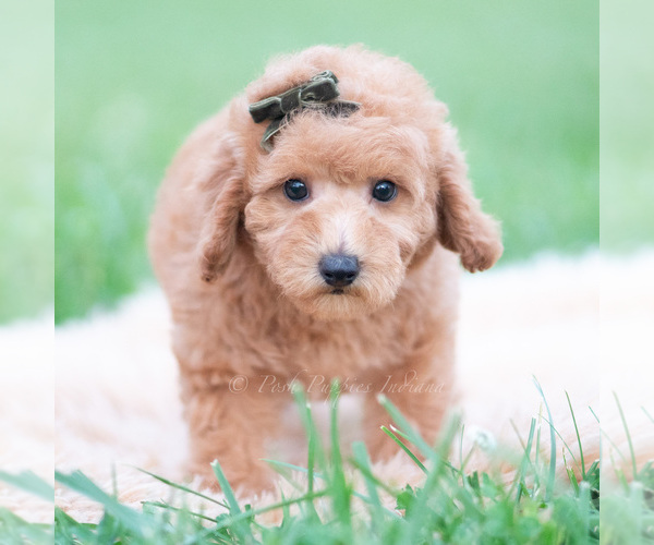 Medium Photo #40 Goldendoodle (Miniature) Puppy For Sale in WARSAW, IN, USA