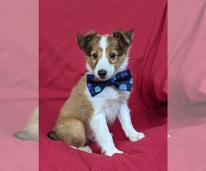 Shetland Sheepdog Puppy for sale in CHRISTIANA, PA, USA
