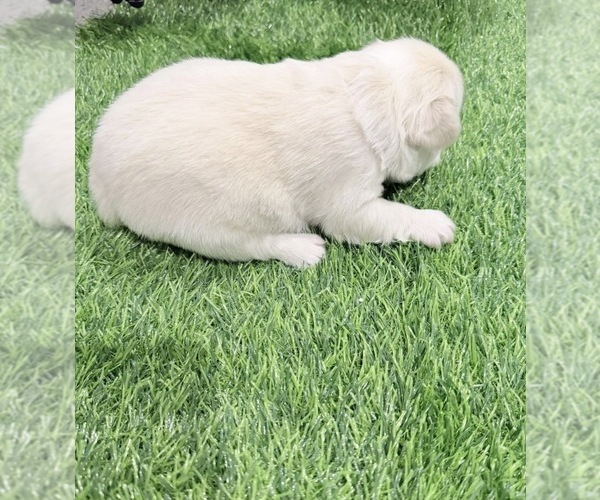 Medium Photo #5 French Bulldog Puppy For Sale in PORTSMOUTH, VA, USA