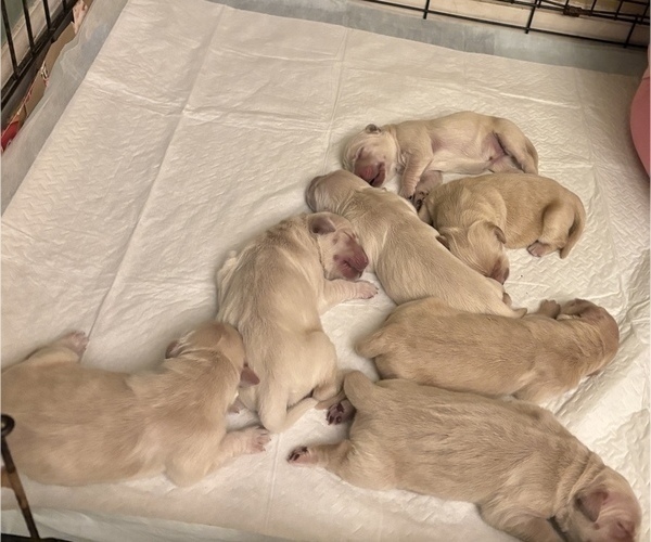 Medium Photo #3 Golden Retriever Puppy For Sale in LYNCHBURG, VA, USA