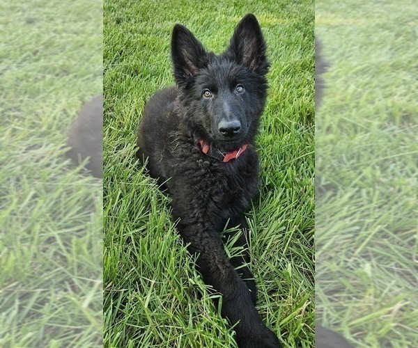 Medium Photo #3 German Shepherd Dog Puppy For Sale in EOLIA, MO, USA