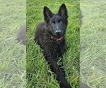 Small #2 German Shepherd Dog