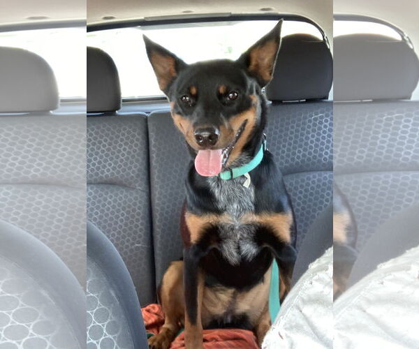 Medium Photo #1 Mutt Puppy For Sale in COLUMBIA, MD, USA