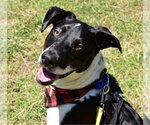 Small #4 American Pit Bull Terrier Mix