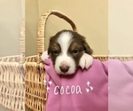 Small Photo #1 Australian Shepherd Puppy For Sale in LANCASTER, PA, USA