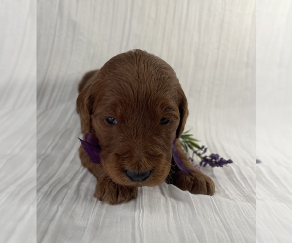 Medium Photo #7 Goldendoodle Puppy For Sale in WOODBURN, IN, USA