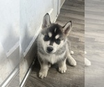 Small #2 Siberian Husky