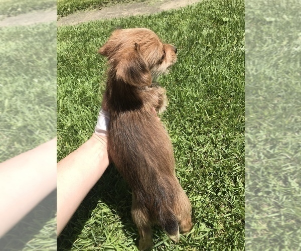 Medium Photo #4 Yorkshire Terrier Puppy For Sale in MOUNT CARMEL, PA, USA