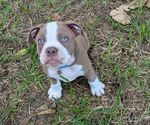 Puppy Cowboy Olde English Bulldogge