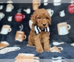 Small #4 Cockapoo (Miniature)