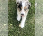 Small Photo #2 Australian Shepherd Puppy For Sale in LUBBOCK, TX, USA