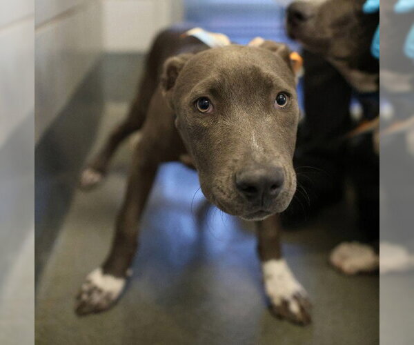 Medium Photo #1 American Staffordshire Terrier-Unknown Mix Puppy For Sale in San Antonio, TX, USA