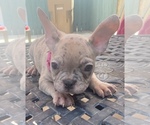 Puppy 1 French Bulldog