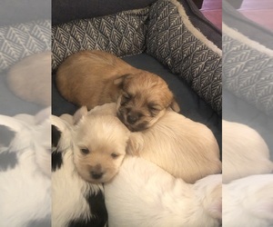 Morkie Puppy for sale in MONROEVILLE, PA, USA