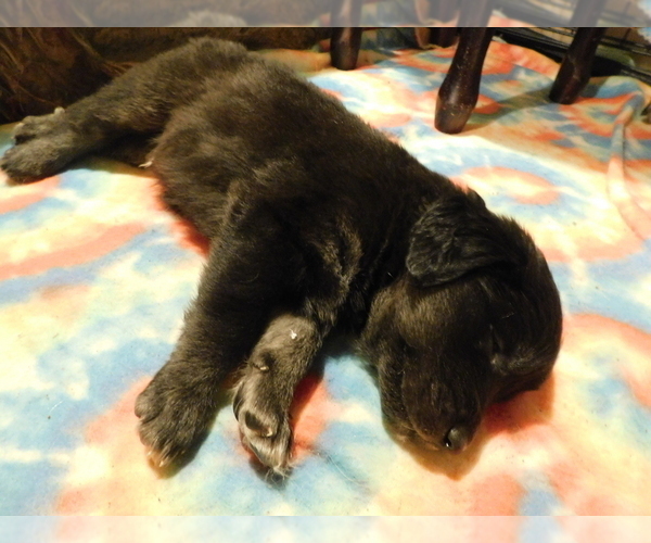 Medium Photo #8 Golden Labrador Puppy For Sale in MESA, CO, USA
