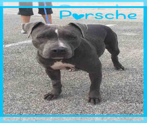 Medium Photo #1 American Pit Bull Terrier Puppy For Sale in Pasadena, TX, USA