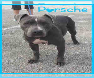 American Pit Bull Terrier Dogs for adoption in Pasadena, TX, USA