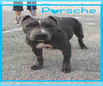 Small American Pit Bull Terrier