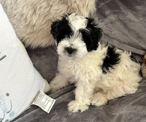 Bernedoodle-Miniature Bernedoodle Mix Puppy for sale in ZEBULON, NC, USA