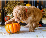 Small #5 Goldendoodle-Poodle (Miniature) Mix
