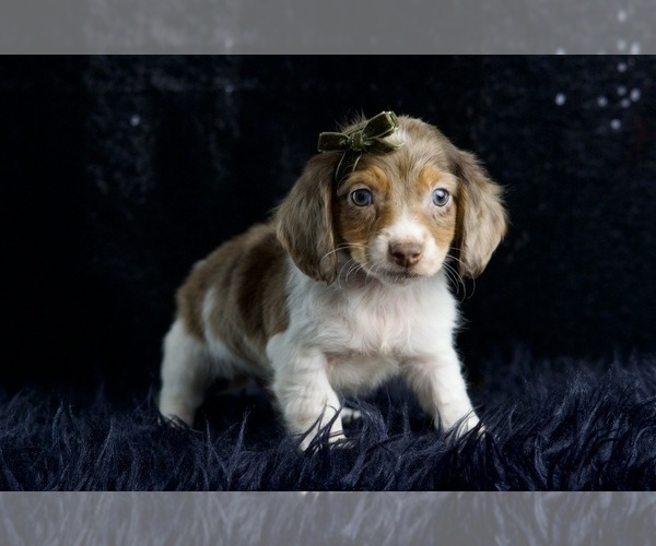 Medium Photo #30 Dachshund Puppy For Sale in WARSAW, IN, USA