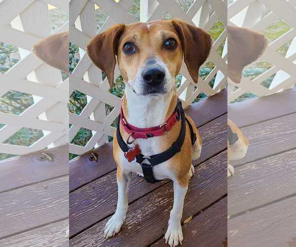 Medium Photo #2  Puppy For Sale in , 