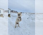 Small Photo #4 ShiChi Puppy For Sale in Grafton, WI, USA
