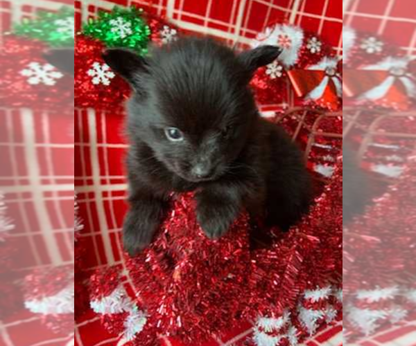Medium Photo #1 Pomeranian Puppy For Sale in INDIANAPOLIS, IN, USA