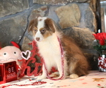 Small #5 Australian Shepherd