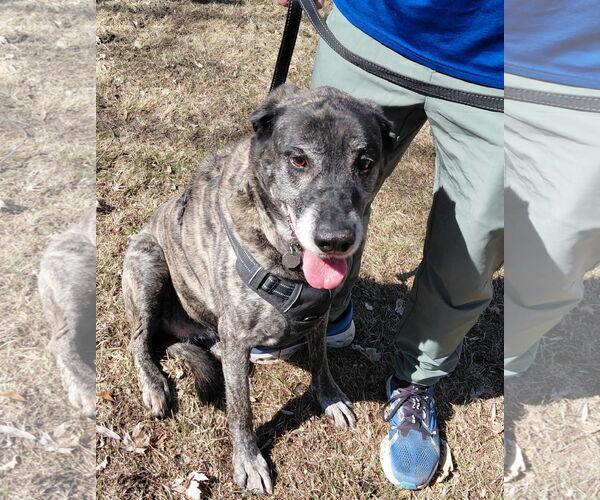 Medium Photo #4 Mastador Puppy For Sale in Crystal, MN, USA
