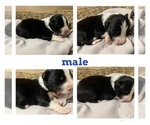 Small Photo #1 Australian Shepherd Puppy For Sale in WEST PLAINS, MO, USA