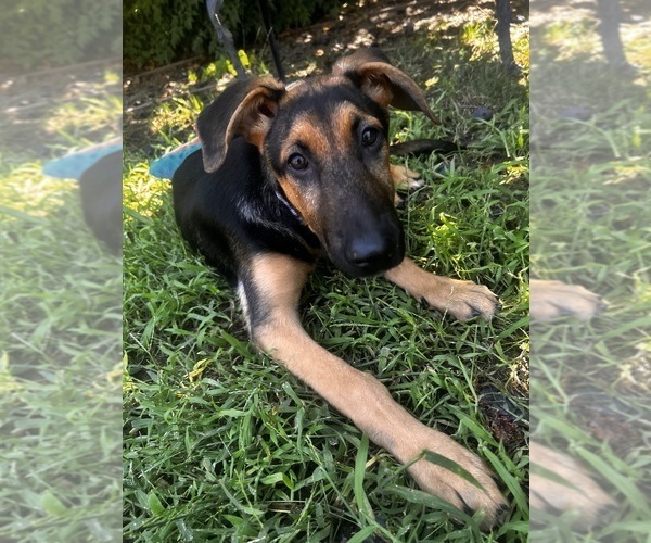 Medium Photo #1 German Shepherd Dog Puppy For Sale in ROSEVILLE, CA, USA