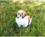 Small #6 Shih Tzu