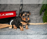 Puppy Shorty Yorkshire Terrier
