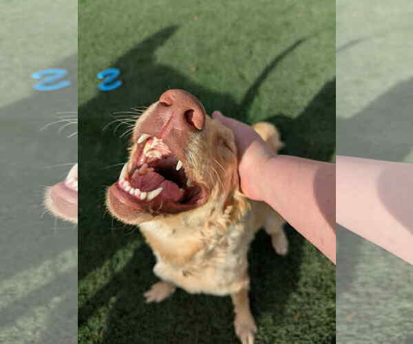 Medium Photo #6 Retriever -Unknown Mix Puppy For Sale in Sandy, UT, USA