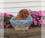 Small Photo #14 English Cream Golden Retriever Puppy For Sale in ATHENS, WI, USA