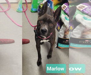 Labrador Retriever-Unknown Mix Dogs for adoption in Richmond, IN, USA