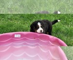 Small #27 Bernese Mountain Dog