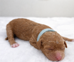 Small Photo #12 Goldendoodle Puppy For Sale in LAFAYETTE, LA, USA
