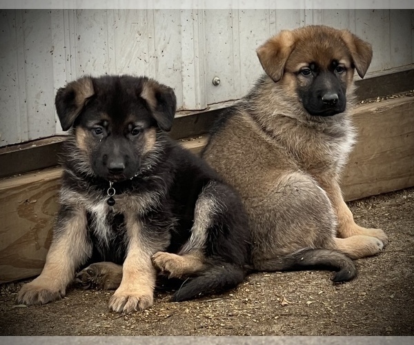 Medium Photo #1 German Shepherd Dog Puppy For Sale in MAYSVILLE, MO, USA