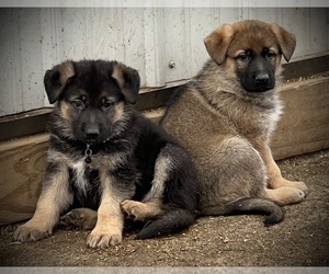 German Shepherd Dog Puppy for Sale in MAYSVILLE, Missouri USA