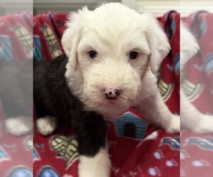 Old English Sheepdog Puppy for sale in WAKE FOREST, NC, USA