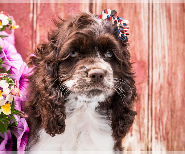 Medium Photo #2 Cocker Spaniel Puppy For Sale in WAKARUSA, IN, USA
