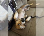 Small #2 Boston Terrier Mix