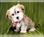 Small Photo #2 Morkie Puppy For Sale in NAPLES, FL, USA