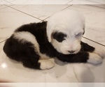 Small Photo #3 Sheepadoodle Puppy For Sale in HAMMOND, LA, USA