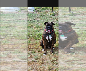 Boxer Puppy for sale in AYLETT, VA, USA
