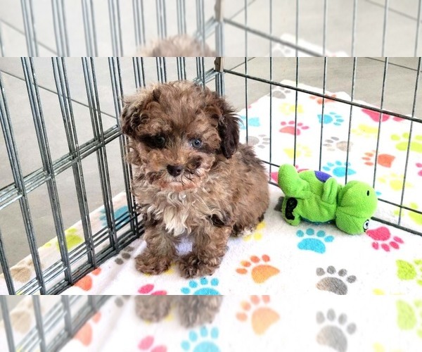 Medium Photo #3 Poodle (Toy) Puppy For Sale in ORO VALLEY, AZ, USA